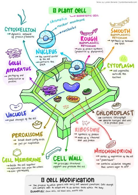 Nuclear Membrane, Eukaryotic Cell, Biology Notes, Plant Cell, Protein Synthesis, The Cell, Biology, The Outsiders