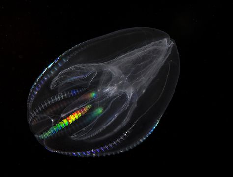 Mnemiopsis leidyi | comb jellyfish? By Stefan Slebert