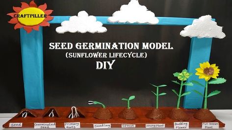 seed germination science project   diy at home   sunflower life cycle model - craftpiller Sunflower Life Cycle Craft, Germination Of Seeds For Kids Project, Germination Of Seeds Project, Germination Of Seeds For Kids, Seed Germination Project, Seed Germination For Kids, Plant Life Cycle Project, Preschool Diy Crafts, Flower Life Cycle