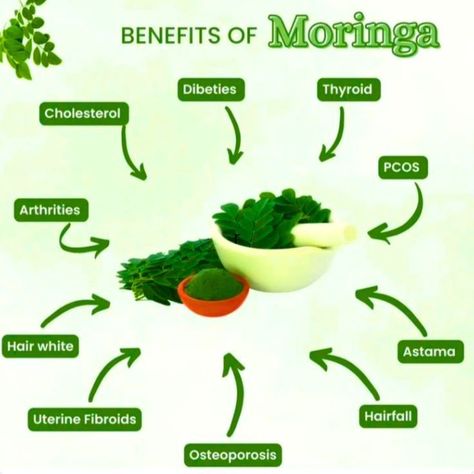 benefits of moriga Benefits Of Moringa, African Herbs, Moringa Benefits, Herbal Medicine Recipes, Moringa Powder, Healthy Cholesterol Levels, Thyroid Function, Nutritional Deficiencies, Herbs For Health