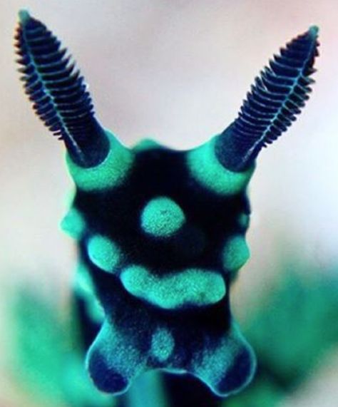 Nembrotha cristata nudibranch face Nudibranch Costume, Cool Sea Creatures, Marine Organism, Sea Snail, Sea Slug, Special Pictures, Beautiful Sea Creatures, Curious Creatures, Underwater Life