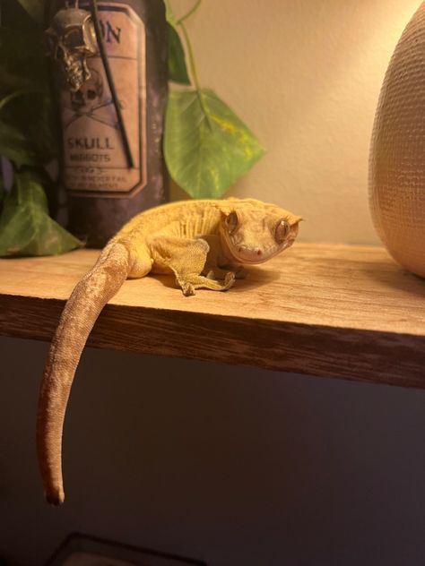 Crested Gecko Aesthetic, Crested Gecko Cute, Gecko Aesthetic, Tortoise Run, Crested Geckos, Lizard Tank, Cute Lizard, Tiny Dragon, Reptile Room