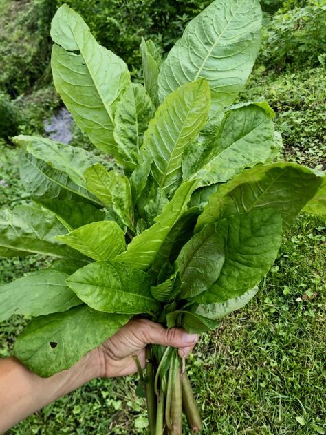 Pokeweed: How to Prepare “Poke Salad” : Wild Abundance Polk Salad How To Cook, Pokeweed Uses, Forage Recipes, Appalachian Cooking, Polk Salad, Poke Salad, Taking Care Of Plants, Wild Foraging, Wild Food Foraging