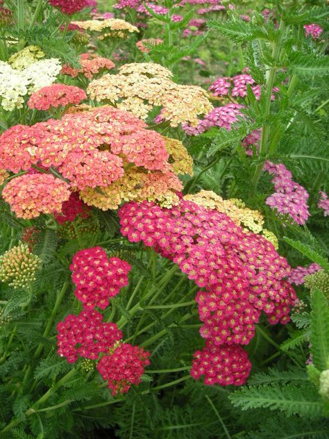 Thalictrum Flavum, Flowering Herbs, Thalictrum Splendide, Common Yarrow, Gaura Siskiyou Pink, Yarrow Plant, June Flowers, Limonium Perezii, Buddleja Davidii