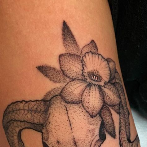 Samantha Compasso Ford on Instagram: "Ram skull & daffodils for the lovely @joymlev thank you! 🐏🌼 #tattoo #tattoos #tattooed #tattoosnob #ladytattooers #tattooslikeagirl #floral #floraltattoo #girlswithtattoos #bishoprotary #bishopwand #baltimoretattooartist #baltimoretattoo #stayhumbletattoo #marylandtattooartist #ramskulltattoo #ramskull #daffodils #blackwork #blackworktattoo #aries #ariesseason #ariestattoo" Ram Tattoo With Flowers, Ram Tattoo Feminine Aries, Aries Ram Tattoo With Flowers, Skull And Daffodil Tattoo, Feminine Aries Ram Tattoo, Stay Humble Tattoo, Aries Season, Ram Skull, Aries Tattoo