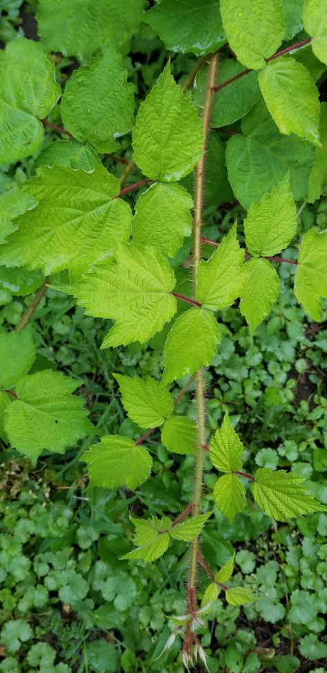 Poison Ivy Plant, Poison Ivy Plants, Ivy Plant, Ivy Plants, Home Flowers, Poison Ivy, Garden Diy, Growing Plants, Horticulture