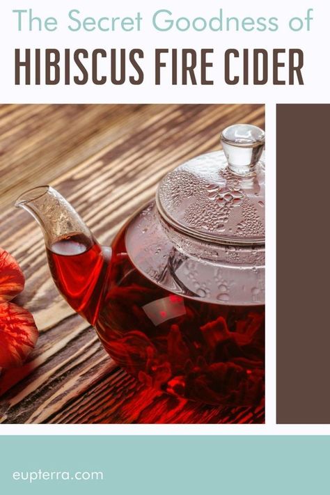 Wondering about the benefits of fire cider? Here’s everything you need to know about this tasty tonic, including my delicious hibiscus fire cider recipe. Fire Cider Benefits, Fire Cider Tonic, Fire Cider Recipe, Fire Cider, Health Tonic, Cider Recipe, Herbal Recipes, Homemade Remedies, Skin Care Recipes