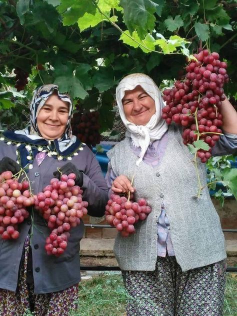 Turkish women with Grapes Turkey Culture, John 15 5, Turkish Culture, Egypt Travel, Working People, Country Charm, Old People, Varanasi, People Of The World