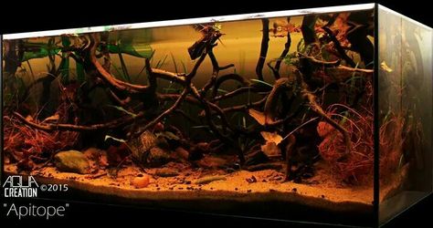 Blackwater Aquascape, Amazon Aquarium, Blackwater Tank, Blackwater Aquarium, Aquarium Hardscape, Aquascape Ideas, Tank Terrarium, Biotope Aquarium, Frog Tank