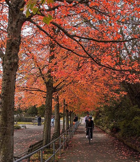 URBA Canada on Instagram: “autumn in BC, winter in AB. [📸: @mayooran604] #urbacanada #photography #vancouver” Vancouver Canada Autumn, Canada Autumn, Instagram Autumn, Bc Canada, Vancouver Canada, Vancouver Bc, Sunshine Coast, Vancouver, Country Roads