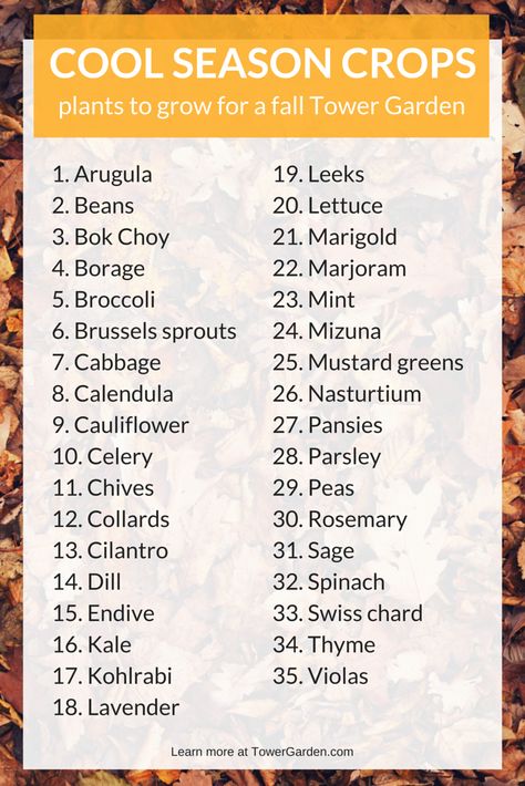 35 Cool Season Crops to Grow in Your Tower Garden this Fall.  After you pick your plants from this list, be sure to compare their days until harvest with your first frost date. - See more at: http://kaicole.towergarden.com/content/towergarden/en-us/blog/2015/08/fall-garden.html#.VlBH4HarSM9  #towergarden #urbangardening #mastergardener #gardening #organic #vegetables #nutrition #harvest Gemüseanbau In Kübeln, Winter Veggies, Tattoo Plant, Winter Gardening, Fall Vegetables, Fall Garden Vegetables, Fall Gardening, Tower Garden, Organic Vegetable Garden