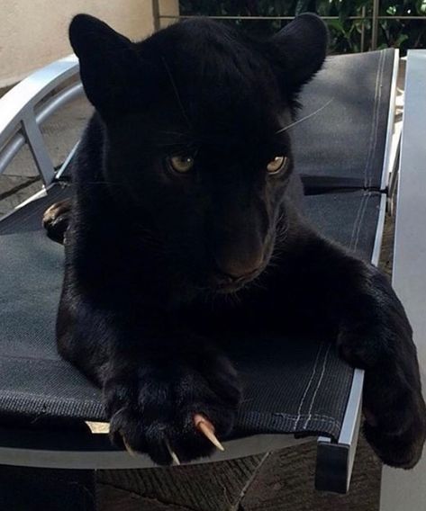 Maya Sophie Segerlund on Instagram: “🐈‍⬛” Panther Pet, Black Panther, Panther, Black Cat, Pet, Black