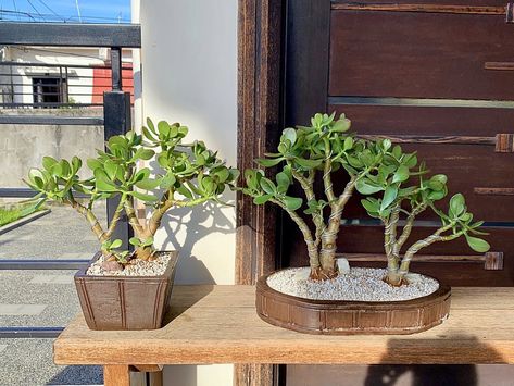 Crassula Ovata Bonsai, Jade Succulent, Jade Bonsai, Succulent Bonsai, Crassula Ovata, Money Plant, House Plants, Succulent, Jade