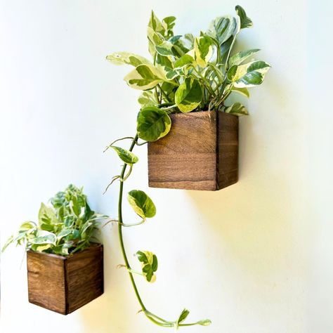 PRICES MAY VARY. 2-PACK SET: 4x4x4 inch. Pick the right size for your plants to prevent unpleasant experiences and potential wastage of resources. These wood box plant decor provide a compact and versatile option for displaying your favorite plants or creating captivating centerpieces. Plants NOT included EASY TO USE: These square planters also can be used for rail, railings, and fences or simply just placed on a tabletop. Create a unique wall garden or give your deck, porch, or balcony a new lo Indoor Plant Window, Herb Balcony, Hanging Centerpiece, Indoor Plant Wall, Plant Window, Wall Planters, Hanging Plant Wall, Wood Planter, Wood Planter Box