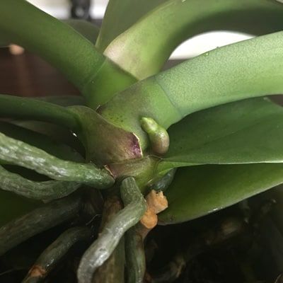 Orchid Root or Flower Spike? Phalaenopsis Orchid Care, Repotting Orchids, Indoor Orchids, Orchid Plant Care, Orchid Roots, Orchid Leaves, Shoulder Exercises, Rare Orchids, Frozen Shoulder