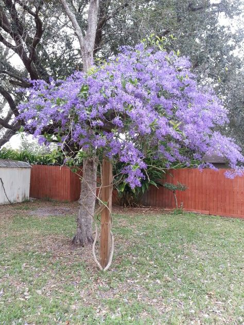 One of our Petra vine that we left behind. Left Behind, Garden Ideas, Vines, Landscaping, Plants, Pergolas