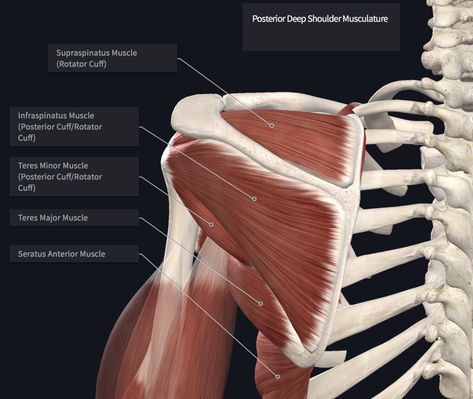 Clunk: Shoulder Instability Climbing – The Climbing Doctor Shoulder Dislocation, Motor Coordination, Doctor Of Physical Therapy, Rotator Cuff, Shoulder Muscles, Signs And Symptoms, Muscle Groups, Climbing