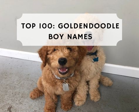 Are you getting a male Goldendoodle dog? By far, the most important step in the entire process is picking the correct name. This is the name that you will call your Goldendoodle the rest of his life! Fun fact, the average Goldendoodle lifespan is approximately 13+ years! You’ll end up yelling your dogs name over 500,000 times. This means that choosing the right Goldendoodle boy name is crucial. We’ve ended up compiling a list of the Top 100 Goldendoodle boy names. Names For Goldendoodles, Boy Puppy Names Unique, Male Dog Names List, Boy Puppy Names, Top Dog Names, Male Dog Names, Dogs Names List, Goldendoodle Names