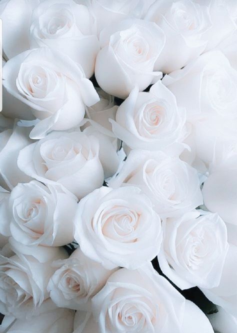 White Roses Background, White Roses Wallpaper, White Flower Wallpaper, White Wallpaper For Iphone, Halloween Wallpaper Iphone Backgrounds, Lovely Flowers Wallpaper, Lifestyle Aesthetic, Flowers Rose, Flower Therapy