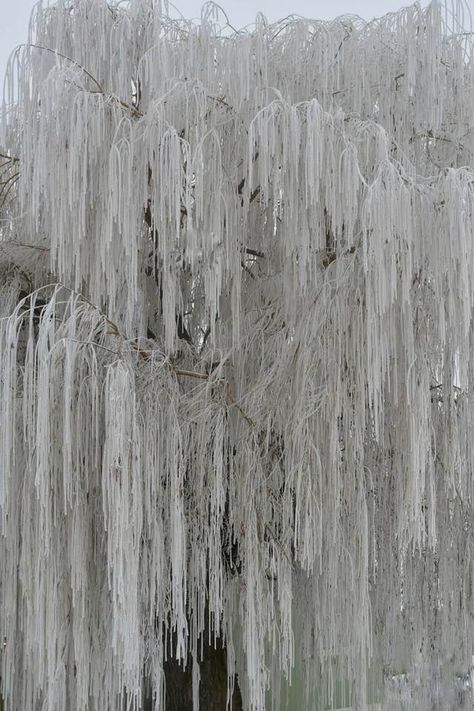 Frozen Willow Tree, Wenatchee Heights by John Applegate Frozen Willow Tree, White Willow Tree, Snow In The Night, Frozen Tree, Ice Tree, Aneurin Barnard, Winter Moodboard, The Moon Goddess, Fallen Kingdom