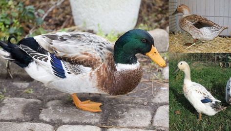 Welsh Harlequin Duck Breed – Everything You Need to Know Duck House Ideas, Welsh Harlequin Duck, Rouen Duck, Harlequin Duck, Keeping Ducks, Duck Species, Duck Breeds, Muscovy Duck, Pet Ducks