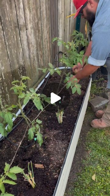 Destin Noak | DIY Woven Tomato Trellis for Less Than $20!

I love using the Florida weave method in the garden! It’s easy and affordable compared to ... | Instagram Garden Insect Repellent, Florida Weave, Texas Garden, Tomato Trellis, Plant Tips, Texas Gardening, Garden Insects, Tomato Cages, Tomato Plants