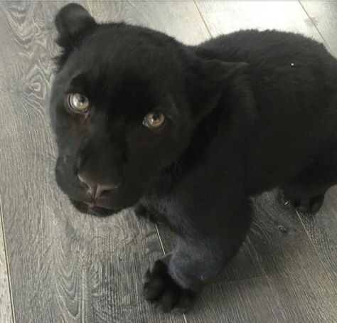 Baby Black Panther, Baby Panther, Black Panther Cat, Panther Cat, Exotic Cats, Baby Black, Kittens And Puppies, Fluffy Animals, Cute Wild Animals