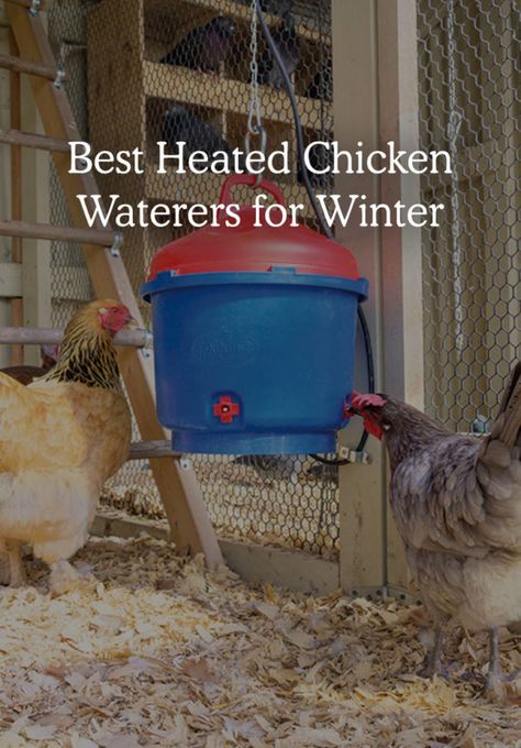 Heated Water For Chickens, Solar Chicken Water Heater, Heated Chicken Waterer Diy, Winter Chicken Waterer, Chicken Water Heater, Water For Birds, Heated Chicken Waterer, Backyard Chickens Diy, Chicken Waterer Diy