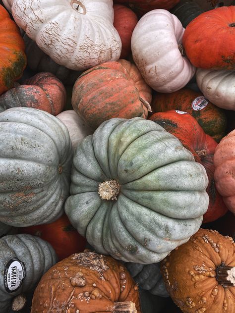 Fall pumpkin, harvest pumpkin, pumpkins variety, Halloween, autumn pumpkin, pumpkins wallpaper, fall wallpaper, autumn wallpaper Dark Background Photography, Pumpkins Wallpaper, Photography 4k, Pumpkin Varieties, Pumpkins And Gourds, Elegant Pumpkins, Wallpaper Autumn, Pumpkin Wallpaper, Pumpkin Drawing