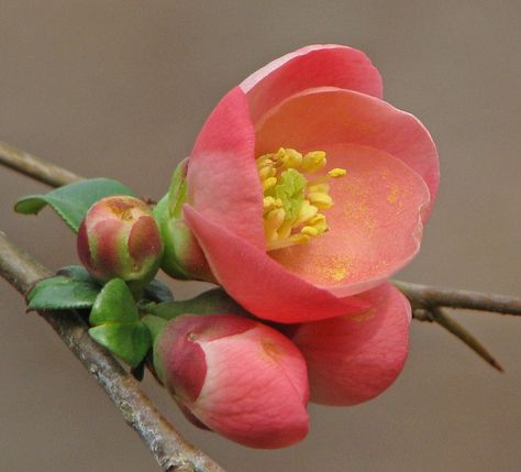 Flowering Quince by Vicki DeLoach #Flowers #Spring Flowering Quince, Flowers Spring, Spring Blossom, Flowering Trees, Flower Beauty, Flowers Nature, Flower Photos, Flower Pictures, Ikebana