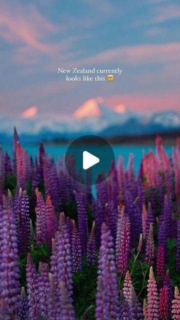 Kyle Kotajarvi on Instagram: "Lupine season in New Zealand is everything 🫶🏻🪻

📍Lake Pukaki + Mount Cook" Mount Cook, Vacation Ideas, Wonders Of The World, New Zealand, Lake, Wonder, Travel, On Instagram, Instagram