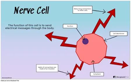 Design a Cell Specialised Cells, Cell Diagram, Activity For Students, Nerve Cell, Diagram Design, Cell Membrane, A Cell, Free Activities, Science Fiction Tv