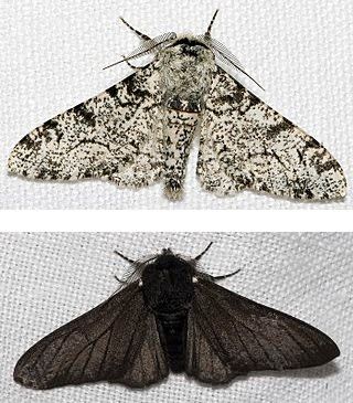 Evolutionary Truth by Piltdown Superman: The Peppered Moth and Evolutionary Fake News Moth Oc, Peppered Moth, Melanistic Animals, Rare Albino Animals, Moth Illustration, Natural Inspiration, Albino Animals, Moth Art, Oil Art