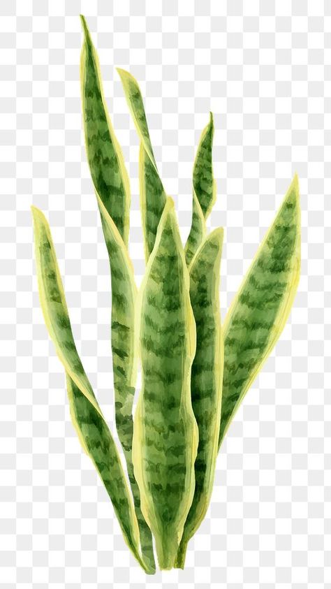 Watercolor Snake Plant, Snake Plant Art, Snake Plant Illustration, Tanaman Png, Plant Collage, Dracaena Trifasciata, Tropical Png, Plant Watercolor, Plant Png