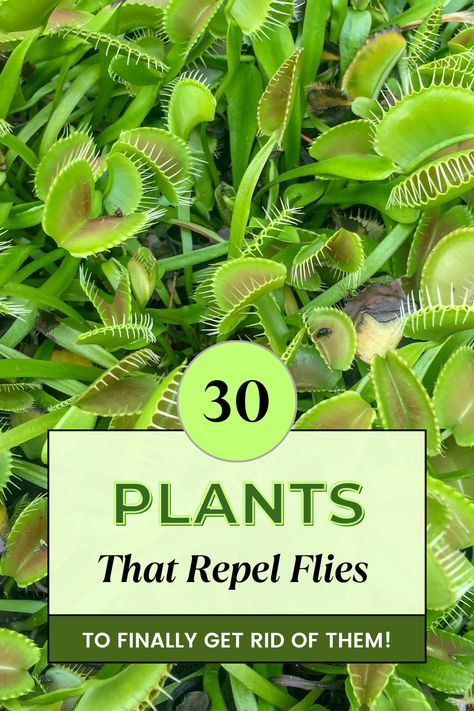 Discover nature's solution to pesky flies! 🌿✨ Dive into our curated list of powerful plants that not only beautify your space but also keep those annoying flies at bay. From fragrant herbs to vibrant flowers, these natural repellents are a must-have for any garden or indoor space. Say goodbye to chemicals and hello to green, fly-free serenity! 🍃🚫🪰 #NaturalRepellents #FlyFreeGarden #EcoFriendlyTips Fly Deterrent Plants, Plants That Deter Flies, Natural Fly Repellent Outdoors, Fly Deterrent, Natural Fly Repellant, Repel Flies, Plants That Repel Flies, Insect Repellent Plants, Indoor Herbs