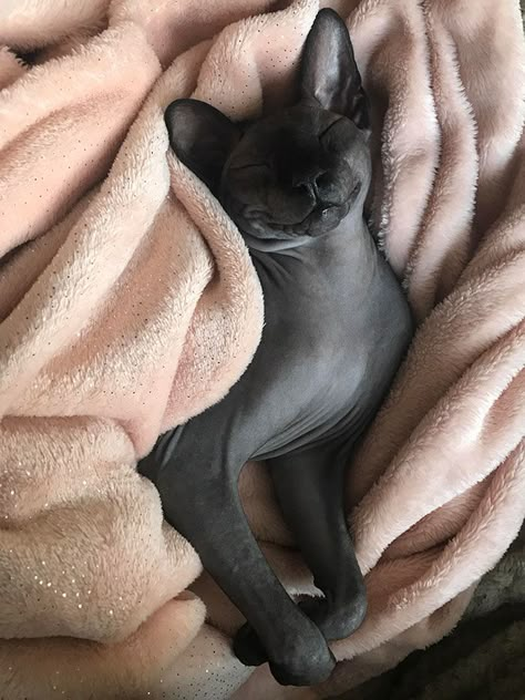 Cute Hairless Cat, Cat Cozy, Cat Dark, Sphynx Cats, Sphinx Cat, Hairless Cat, Blue Cat, Sphynx Cat, Unique Cats