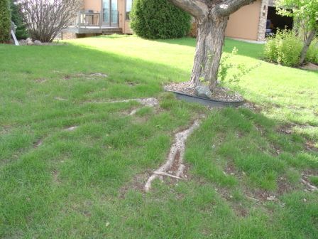 How To Cover Exposed Tree Roots, Tree Wells Ideas, How To Cover Tree Roots In Yard, Landscaping Around Exposed Tree Roots, Cover Tree Roots In Yard, Exposed Tree Roots Landscaping, Covering Tree Roots In Yard, Landscaping Around Big Trees, Landscape Around Tree Roots