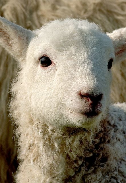 Lambing Season, Lamb Face, Sweet Expression, Fresh Farmhouse, Sheep Art, Sheep And Lamb, Cute Sheep, Oita, A Sheep