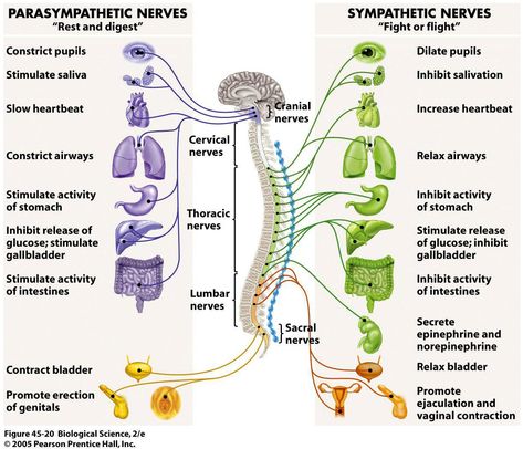 Most of the organs of our body, such as the heart, stomach, lungs, and intestines are regulated by the Autonomic Nervous System. Keeping the sympathetic and parasympathetic aspects in balance is a key to remaining calm, grounded and well. Finding ways to switch on the ‘Rest and Digest’ modes can help keep things in balance. Natural and effective wellbeing activities are easy to learn and incorporate. Nervous System Diagram, Nervous System Anatomy, Nervus Vagus, Diaphragmatic Breathing, Parasympathetic Nervous System, Nursing School Notes, Autonomic Nervous System, Vagus Nerve, Nursing Tips