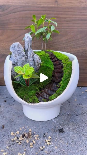 BonsaiHouse on Instagram: "Unleash Creativity: Green Wonders in Broken Pots #Bonsai #bonsaiart #bonsaidiy #bonsaitree #bonsailovers #plants #gardening #gardeninglife" Broken Pot Garden, Bonsai Diy, Pot Garden, Moss Garden, Bonsai Art, Bonsai Pots, January 20, Crafty Diy, Bonsai Tree