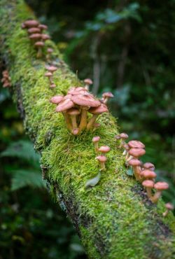 Voice Of Nature, Mushrooms Growing, Mossy Tree, Goblincore Aesthetic, Lichen Moss, Mushroom Pictures, Mushroom Fungi, Airbrush Art, Mushroom Art