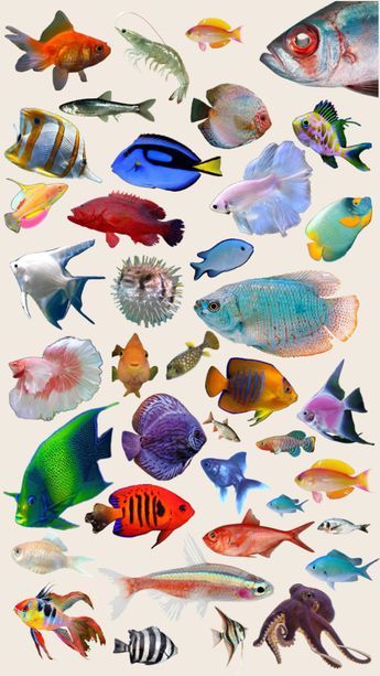 Aesthetic Shuffles, Shark Art, Animal Study, Fish Fish, Cute Fish, Fish Drawings, Picture Collage Wall, Graphic Wallpaper, Art Collage Wall