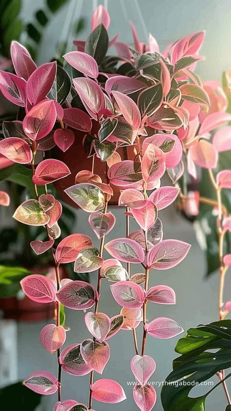 15 Stunning Pink Houseplants You Need For Your Home ASAP Pink Green Plant, Beautiful Plants Houseplant, Pink Plants Indoor, Rare Plants Houseplant, Pink Plant Room, Pink Pothos, Pretty Houseplants, Planty Room, Colorful House Plants