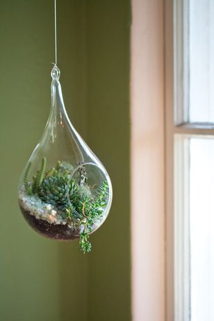 <3 Succulent Terrarium Ideas, Succulents Drawing, Diy Succulent Terrarium, Refinery 29, Succulent Display, Terrarium Ideas, Hanging Terrarium, Purple Succulents, Succulent Garden Diy