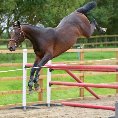 Dark bay warmblood landing a jump Free Jumping Horse, Horse Free Jumping, Jumping Aesthetic, Horse Jumping Photography, Jumping Courses Horse, Crosscountry Horse Jumps, Horse Poses, Horse Landing Jump, Highest Horse Jump Ever