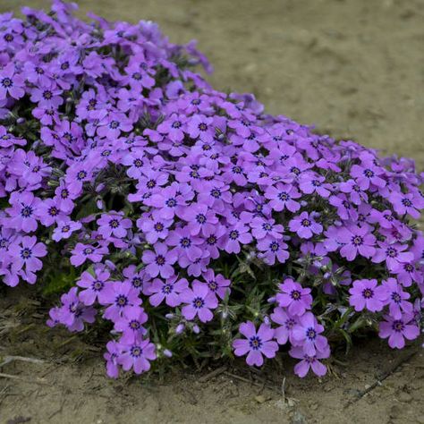 Phlox 'Eye Shadow' Creeping Phlox Purple Colour Flowers, Phlox Subulata, Moss Phlox, Phlox Flowers, Creeping Phlox, Pollinator Garden, Annual Flowers, Ground Cover, Rock Garden