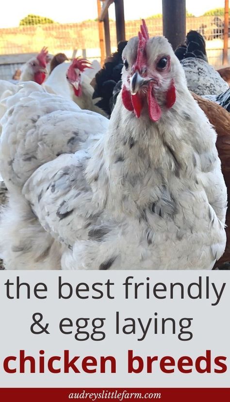 Best Backyard Chickens, How To Have Chickens For Eggs, Egg Laying Chickens For Beginners, Quail And Chicken Coop, Farm Animals For Beginners, Best Food For Chickens, How To Make Your Chickens Friendly, Different Chicken Breeds, Egg Layers Chickens