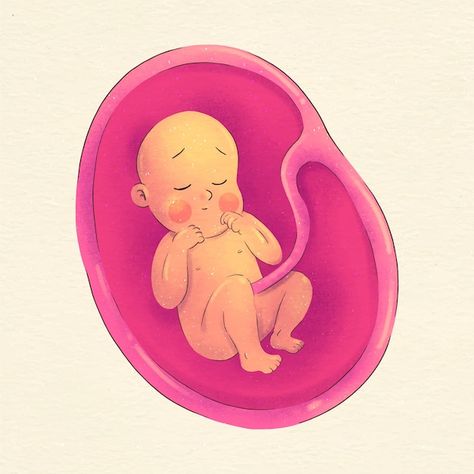 Free vector watercolor painted fetus ill... | Free Vector #Freepik #freevector #baby-womb #fetus #embryo #reproduction Womb Illustration, Baby In Womb, Safe Family, Cord Blood Banking, Umbilical Cord, Genetic Disorders, Bank Of India, Stem Cells, Banking