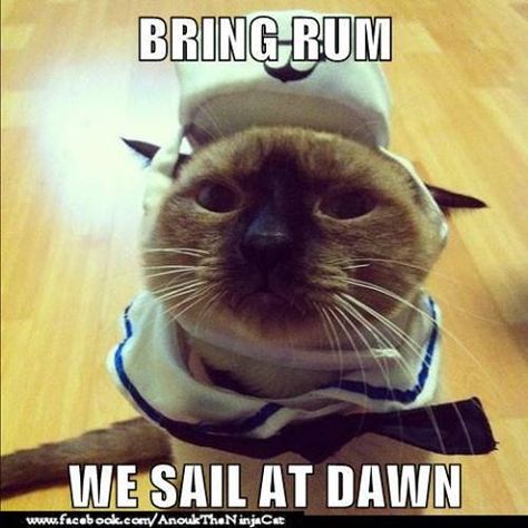 Aye aye captain! Aye Aye Captain, Day Quotes Funny, Pirate Cat, Aye Aye, Cat Talk, Paws And Claws, Bad Cats, Funny Cat Memes, The Funny