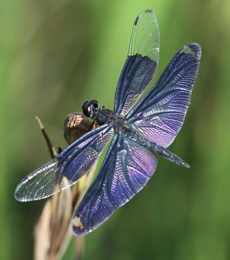 Dragonfly Lovers | Purple Shades | Facebook Dragonfly Purple, Dragonfly Photos Photography, Purple Dragonfly, Dragonfly Close Up, Dragonfly Macro Photography, Purple Shades, Dragonfly In Amber, Butterflies, Shades